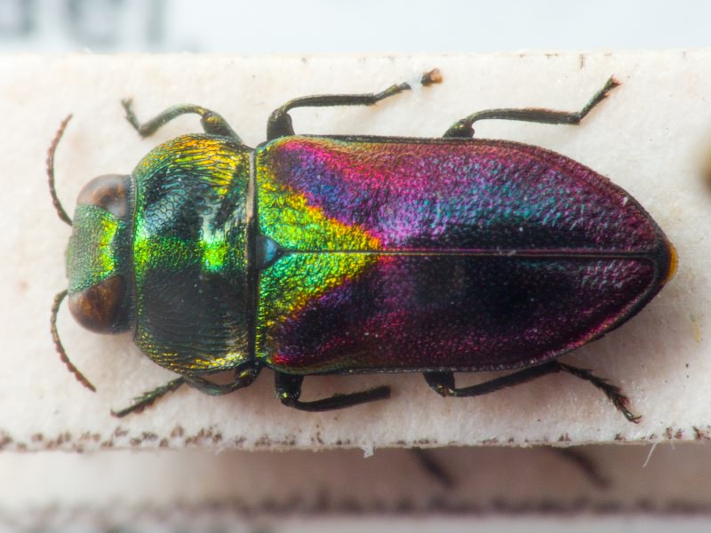 Anthaxia bicolor bicolor Falderman, 1835